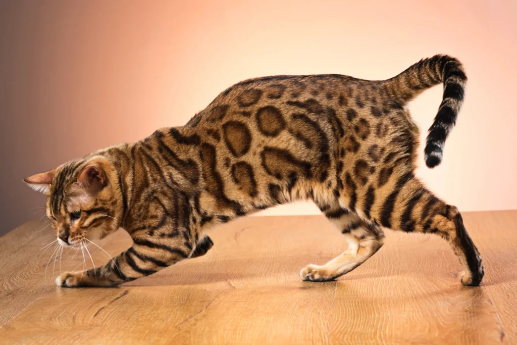 Gato Bengala caminando sobre una superficie de madera con fondo beige.