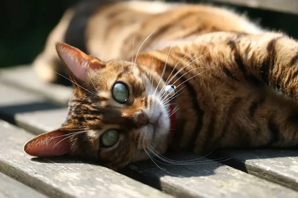 Gato Bengala relajado sobre una superficie de madera al aire libre.
