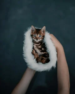 Gato Bengala sentado junto a una ventana, con una mirada atenta.