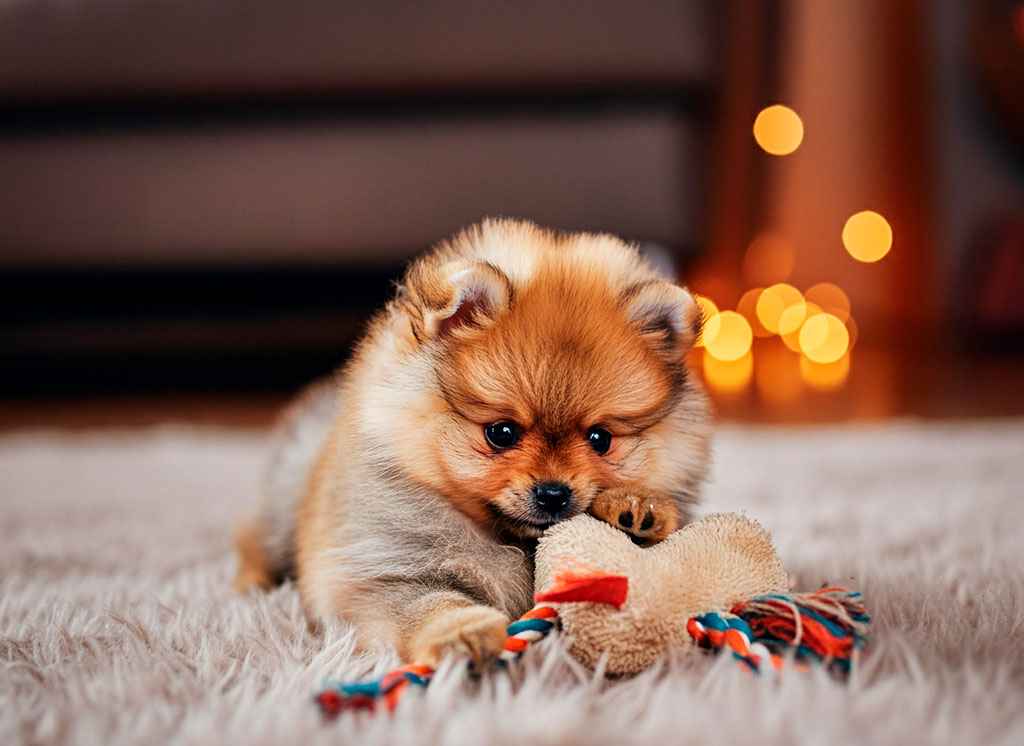 Spitz de Pomerania 10 Cachorro de Pomerania jugando con un juguete en el suelo.