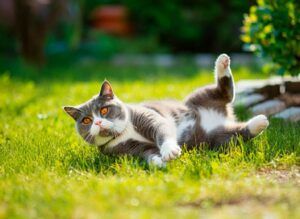 Gato británico acostado en el césped
