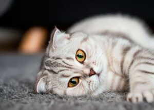 Gato plegable escocés 4 Gato Escocés de pliegue acostado en el suelo, relajado