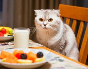 Gato plegable escocés 7 Gato Escocés de pliegue sentado en la mesa junto a un vaso de leche