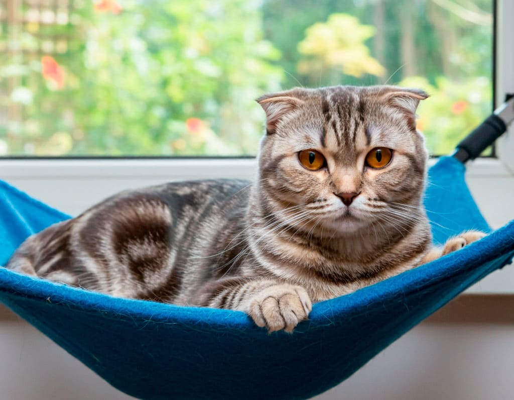 Gato plegable escocés 3 Gato Escocés de pliegue descansando en una hamaca cerca de la ventana