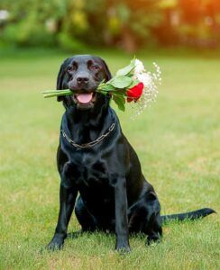 Labrador Retriever 2 Labrador negro sosteniendo un ramo de flores con la boca