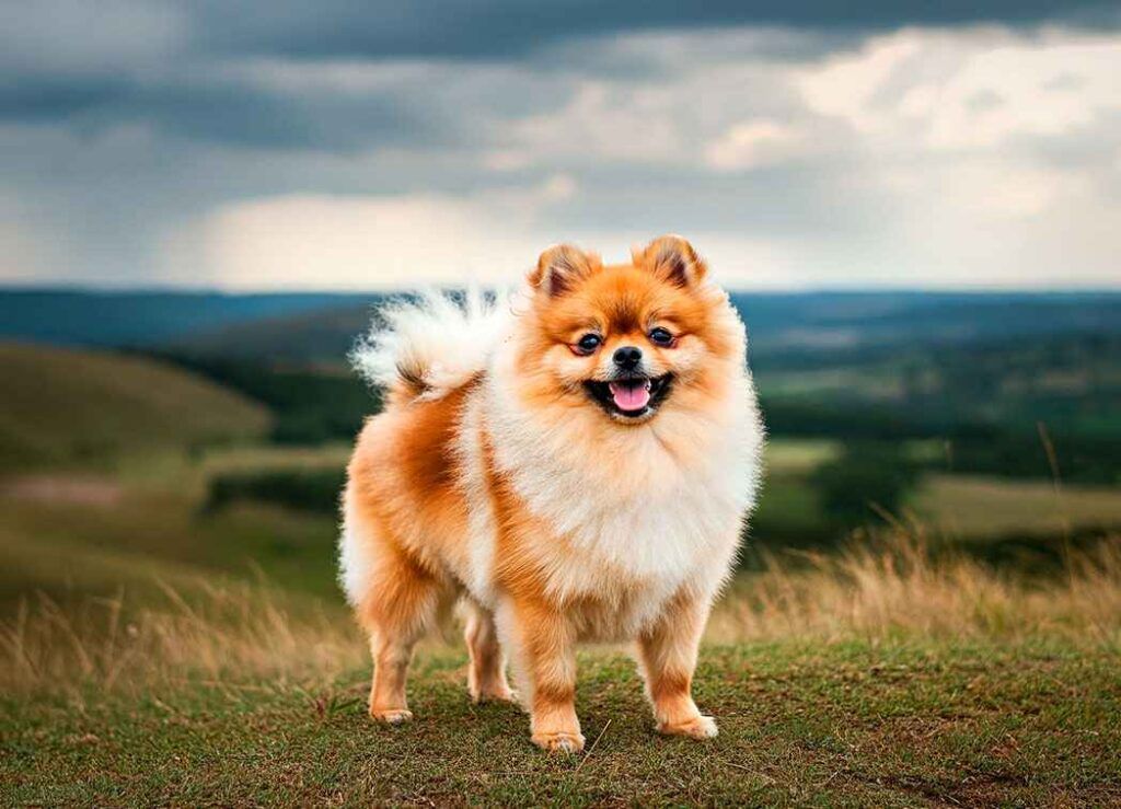 Spitz de Pomerania 7 Pomerania sobre una colina con un paisaje verde de fondo.