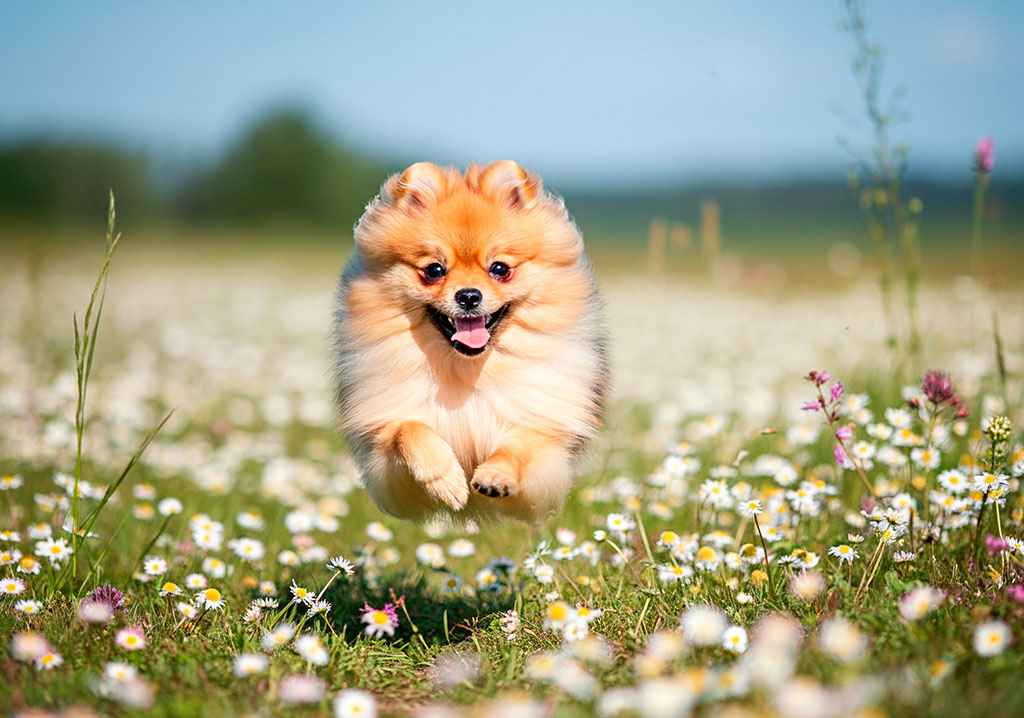 Spitz de Pomerania 6 Pomerania corriendo felizmente entre flores silvestres en un campo.