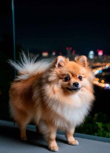 Spitz de Pomerania 8 Pomerania de pie en una terraza con vista a las luces nocturnas de la ciudad.