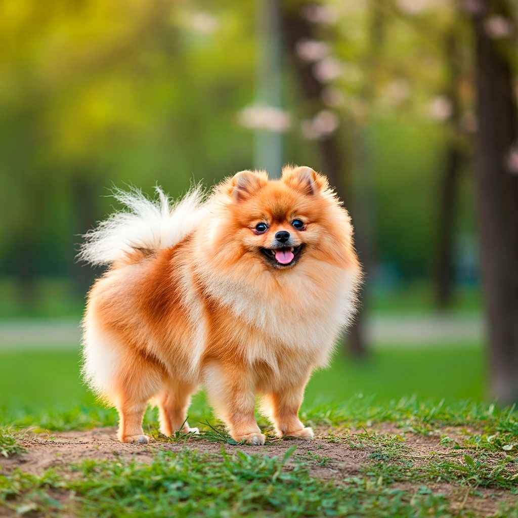 Spitz de Pomerania 1 Pomerania de pie en el césped en un parque, rodeado de vegetación.