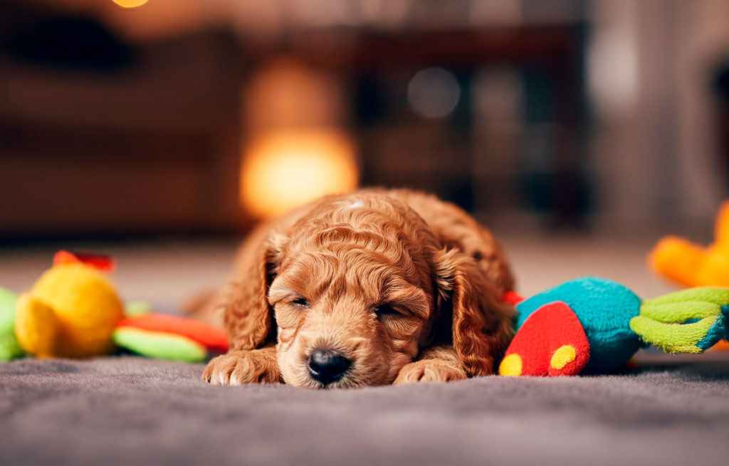 Caniche 10 Cachorro de caniche durmiendo rodeado de juguetes coloridos.