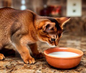 Gato abisinio 7 Gato abisinio olfateando un cuenco de leche en la cocina.