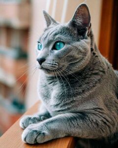 Gato azul ruso 4 Gato azul ruso mirando por la ventana