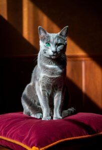 Gato azul ruso 2 Gato azul ruso en cojín