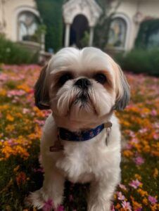 Shih tzu 2 Shih Tzu en un jardín lleno de flores coloridas.