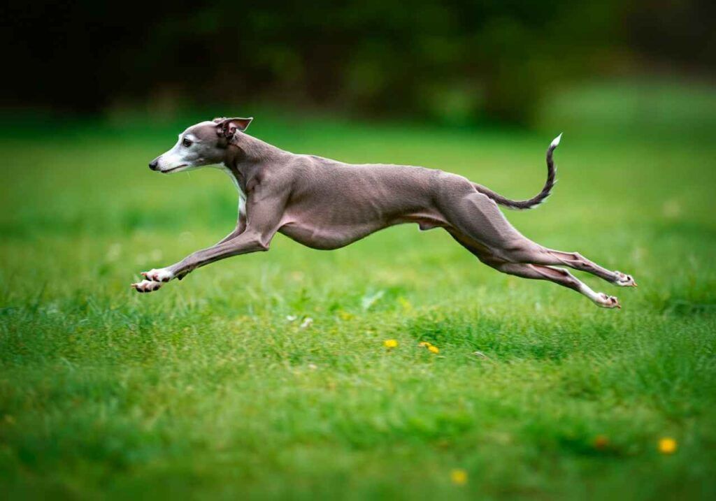 Galgo Italiano 7 Galgo Italiano corriendo rápidamente en un campo verde.