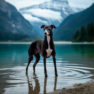 Galgo Italiano 8 Galgo Italiano negro en un lago con montañas de fondo.