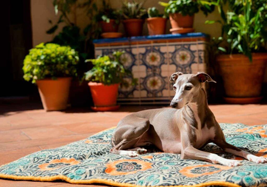 Galgo Italiano 1 Galgo Italiano descansando en un patio con decoración andaluza.