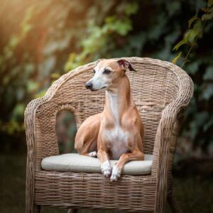Galgo Italiano 9 Galgo Italiano sentado elegantemente en una silla de mimbre al aire libre.