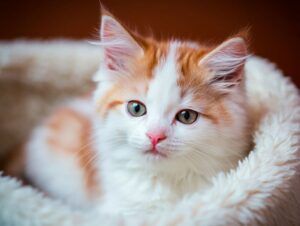Gatito de Turco Van acurrucado en una cama suave y acogedora.