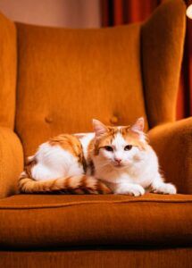 Gato Turco Van sentado en un sillón naranja, en un ambiente acogedor.