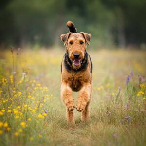 Airedale Terrier 4 Perro Airedale Terrier corriendo en un campo lleno de flores silvestres.