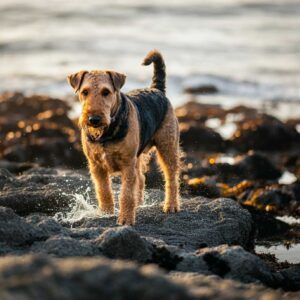 Airedale Terrier 9 Perro Airedale Terrier jugando en la orilla del mar.