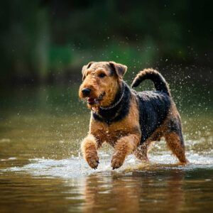 Airedale Terrier 8 Airedale Terrier jugando en el agua en un río.
