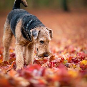 Airedale Terrier 5 Airedale Terrier caminando sobre hojas de otoño en el bosque.