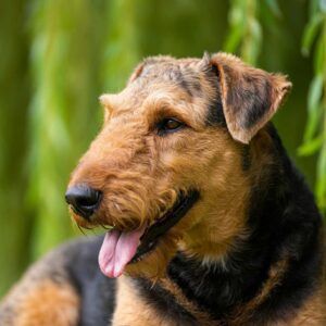 Airedale Terrier 2 Primer plano del rostro de un Airedale Terrier con fondo natural.