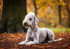 Bedlington Terrier 4 Bedlington Terrier tumbado en el bosque rodeado de hojas otoñales.