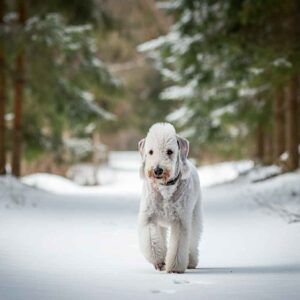 Bedlington Terrier 9 Bedlington Terrier caminando por un sendero nevado rodeado de árboles.