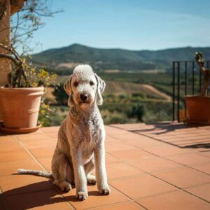Bedlington Terrier 2 Bedlington Terrier sentado en una terraza con montañas al fondo.