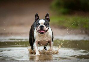 Boston Terrier corriendo a través de un charco, salpicando agua.