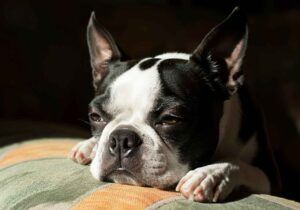 Boston Terrier descansando bajo el sol en un cojín.