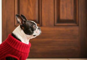 Boston Terrier vistiendo un jersey rojo frente a una puerta de madera.