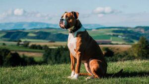 Boxer sentado en el campo con colinas de fondo.