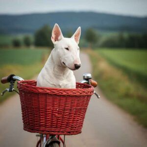Bull Terrier blanco sentado en una cesta roja sobre una bicicleta, en un camino rural.