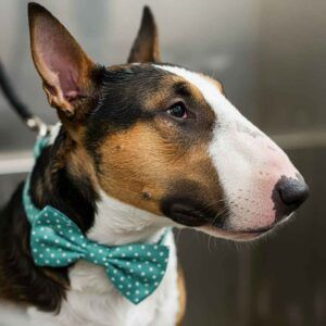 Bull Terrier tricolor con un corbatín verde con lunares.