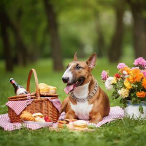 Bull Terrier en un picnic al aire libre con flores y comida.