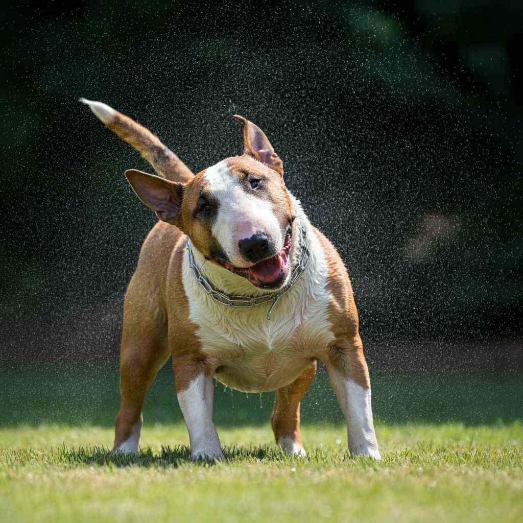 Bull Terrier marrón sacudiéndose el agua al aire libre.
