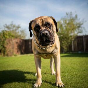 Bullmastiff en un jardín, mirando atento con un collar de cadena.