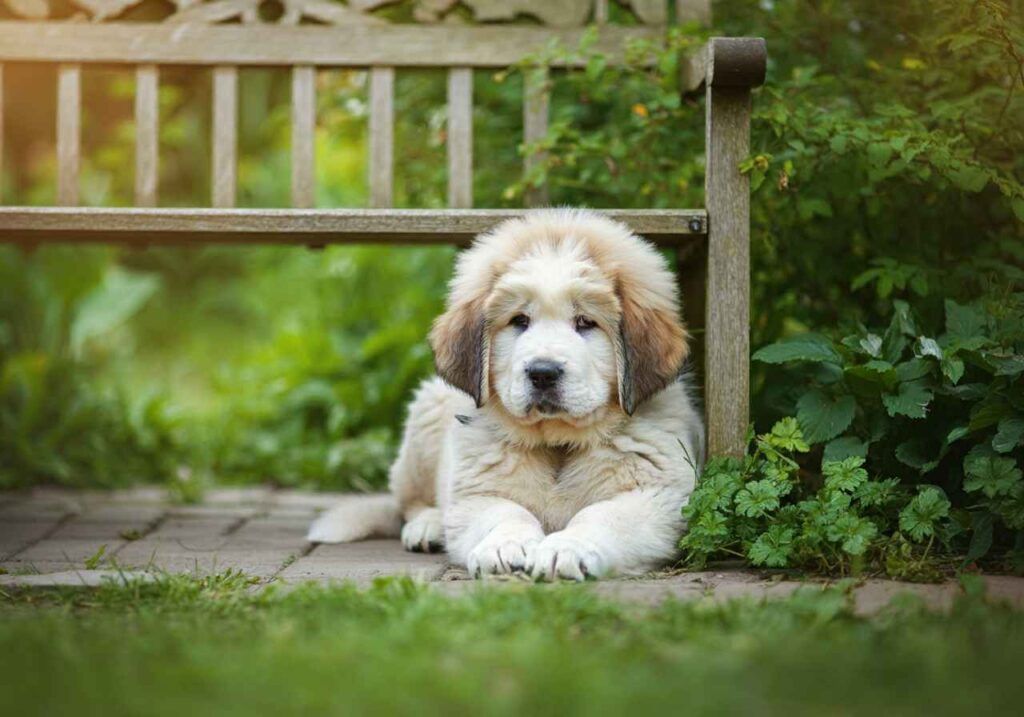 Cachorro de Mastín Tibetano descansando junto a un banco de jardín.