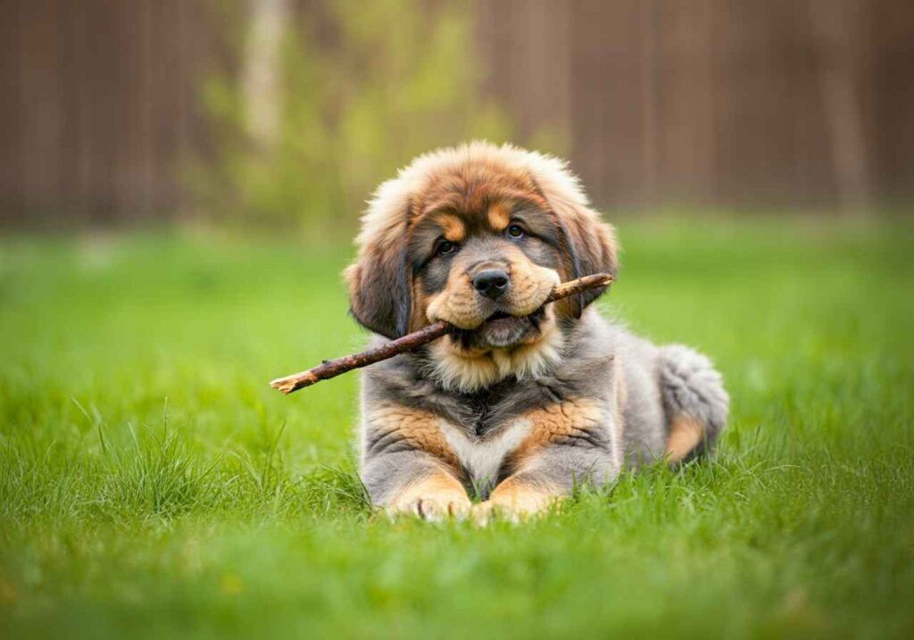 Cachorro de Mastín Tibetano jugando con una rama en el césped.