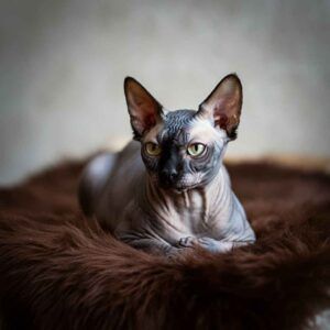 Sphynx canadiense 4 Gato canadiense Sphynx acostado sobre una alfombra mullida de color oscuro.