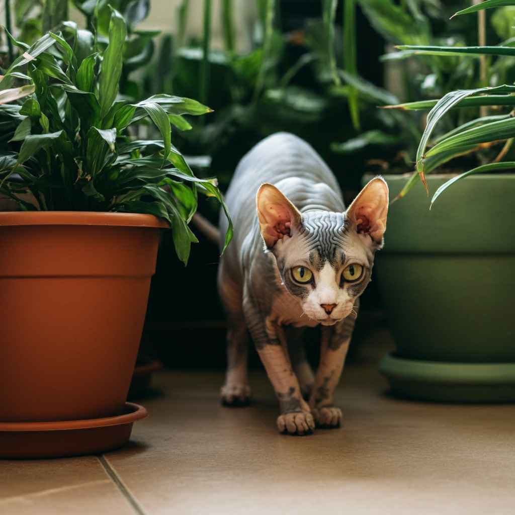 Sphynx canadiense 3 Gato canadiense Sphynx explorando entre macetas con plantas de interior.