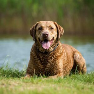 Chesapeake Bay Retriever acostado en la hierba junto a un lago, con una expresión relajada.