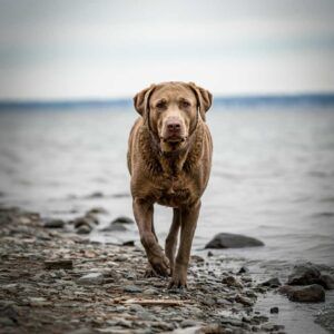Chesapeake Bay Retriever caminando cerca del agua sobre un terreno rocoso.