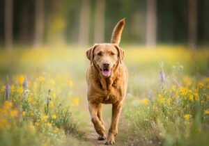 Chesapeake Bay Retriever caminando en un sendero rodeado de flores amarillas y moradas.