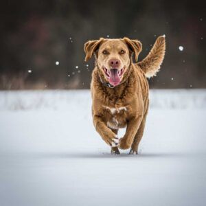 Chesapeake Bay Retriever corriendo en la nieve, feliz y lleno de energía.