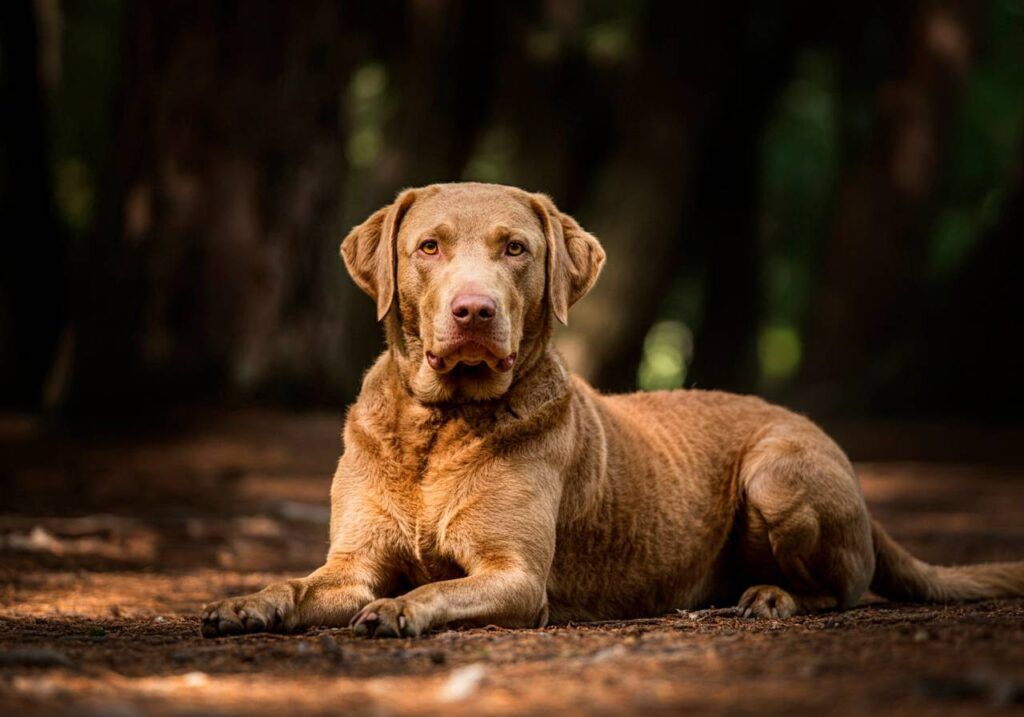 Chesapeake Bay Retriever acostado en un bosque con una expresión tranquila.